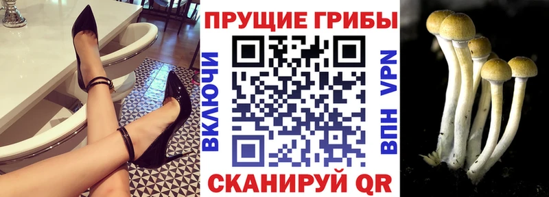 закладка  Ядрин  Галлюциногенные грибы Cubensis 